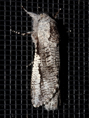 Endoxyla secta
