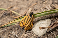 Setina aurita