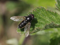 Cheilosia variabilis