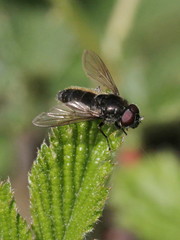 Cheilosia variabilis