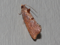 Glyphidoptera insignana