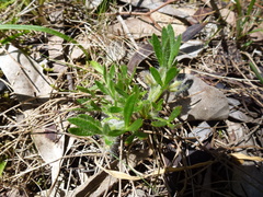 Xanthosia huegelii