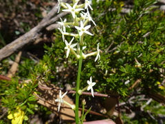 Stackhousia subterranea