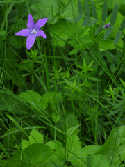 Campanula patula