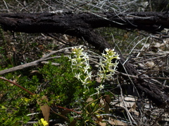 Stackhousia subterranea