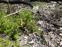 Stackhousia subterranea