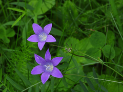 Campanula patula