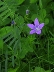 Campanula patula