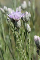 Jurinea stoechadifolia