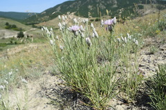 Jurinea stoechadifolia
