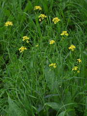 Bunias orientalis