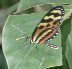 Mechanitis lysimnia utemaia