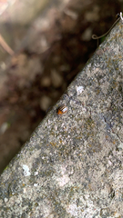 Plagiodera septemvittata