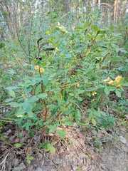 Chamaecytisus ruthenicus