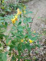 Chamaecytisus ruthenicus
