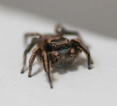 Habronattus klauseri