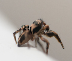 Habronattus klauseri