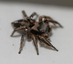 Habronattus klauseri