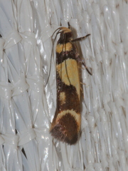Macrobathra chrysotoxa