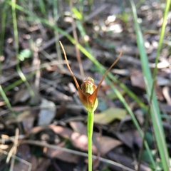 Pterostylis erecta