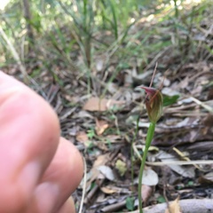 Pterostylis erecta