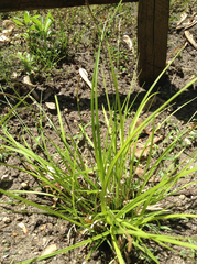 Carex communis