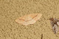 Cyclophora dataria