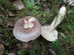 Lactarius trivialis