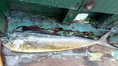 Coryphaena