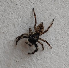 Arachnida