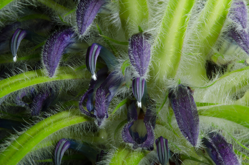 Lobelia telekii