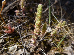 Crassula colorata