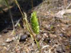 Enneapogon nigricans