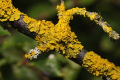 Xanthoria parietina