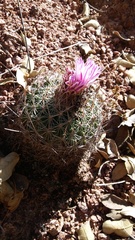 Echinofossulocactus ochoterenaus