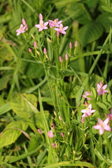 Centaurium erythraea