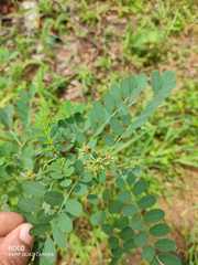 Indigofera tinctoria