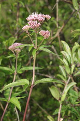 Eupatorium cannabinum