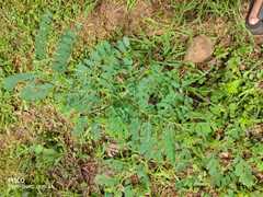 Indigofera tinctoria