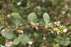 Symphoricarpos albus