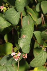 Symphoricarpos albus