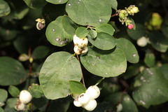 Symphoricarpos albus
