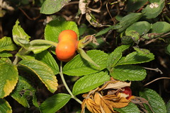 Rosa rugosa