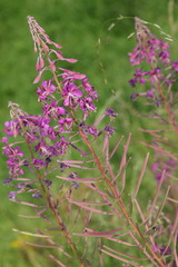 Chamaenerion angustifolium