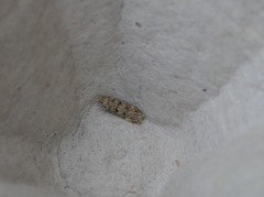 Bryotropha domestica