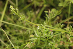 Galium aparine