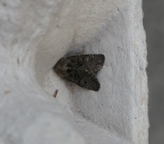 Luperina testacea