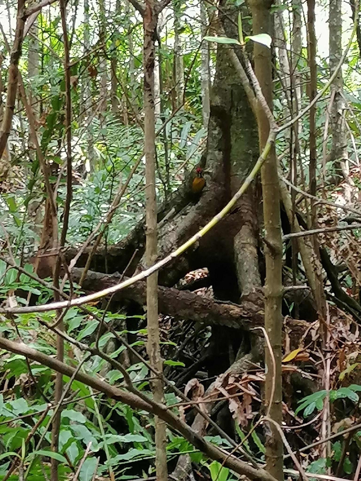Greater Flameback