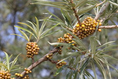Hippophae rhamnoides