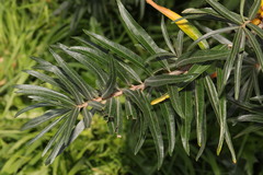 Hippophae rhamnoides